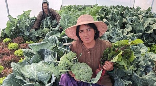 BOLIVIA_HUERTOS FAMILIARES.jpg